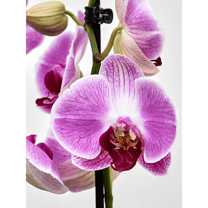 Phalaenopsis (Orchidea) Ping Pong pink 12x75 cm