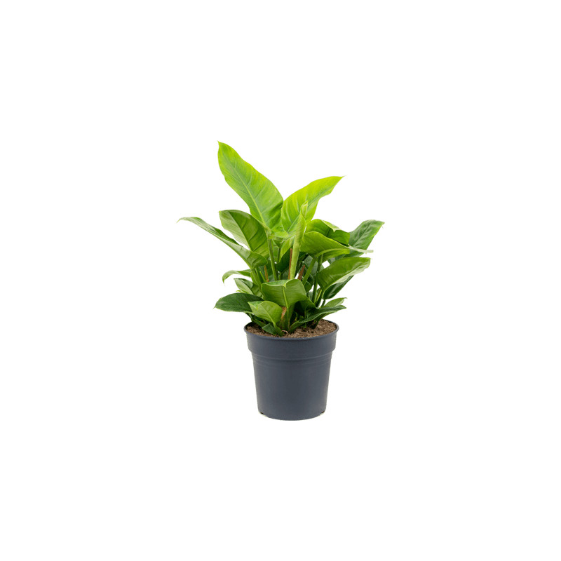 Philodendron imperial green bush 27x50 cm