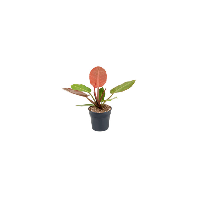 Philodendron Prince of orange  19x40 cm