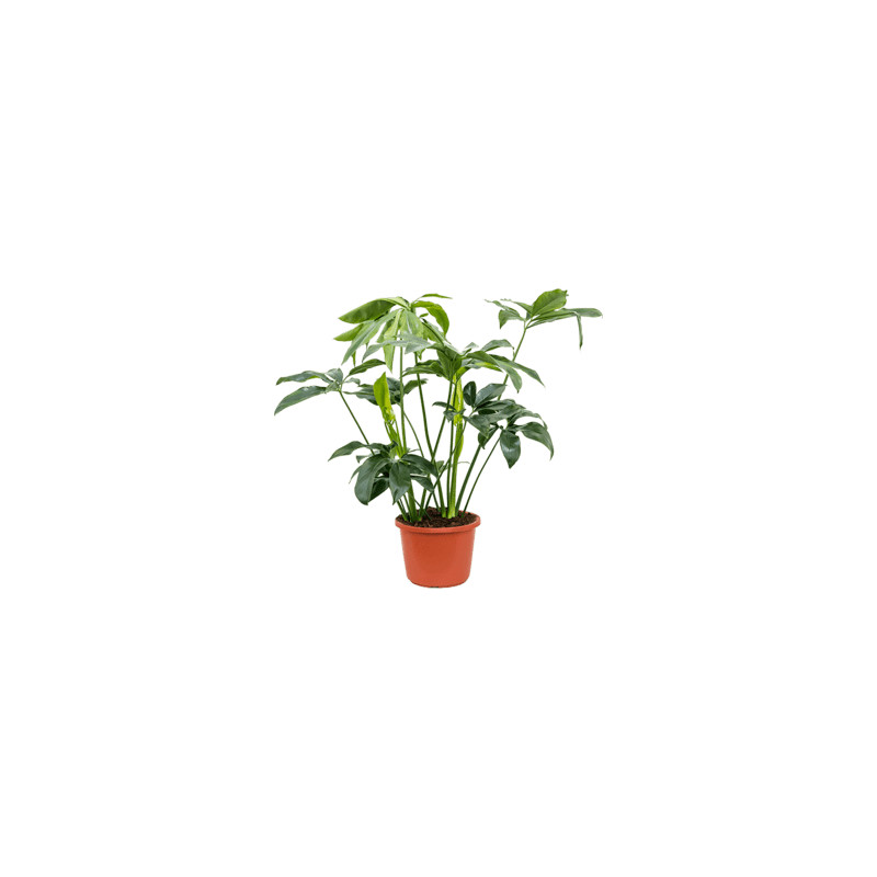 Philodendron Green Wonder 32x140 cm