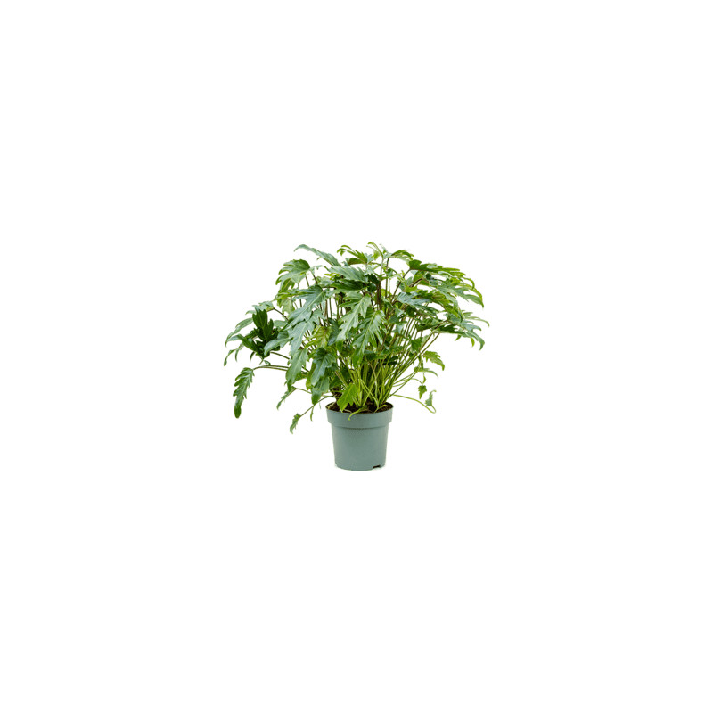 Philodendron xanadu 24x75 cm