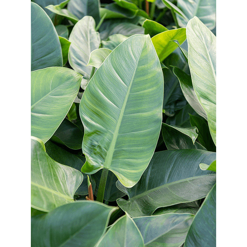 Philodendron imperial green 25/19 v.60 cm