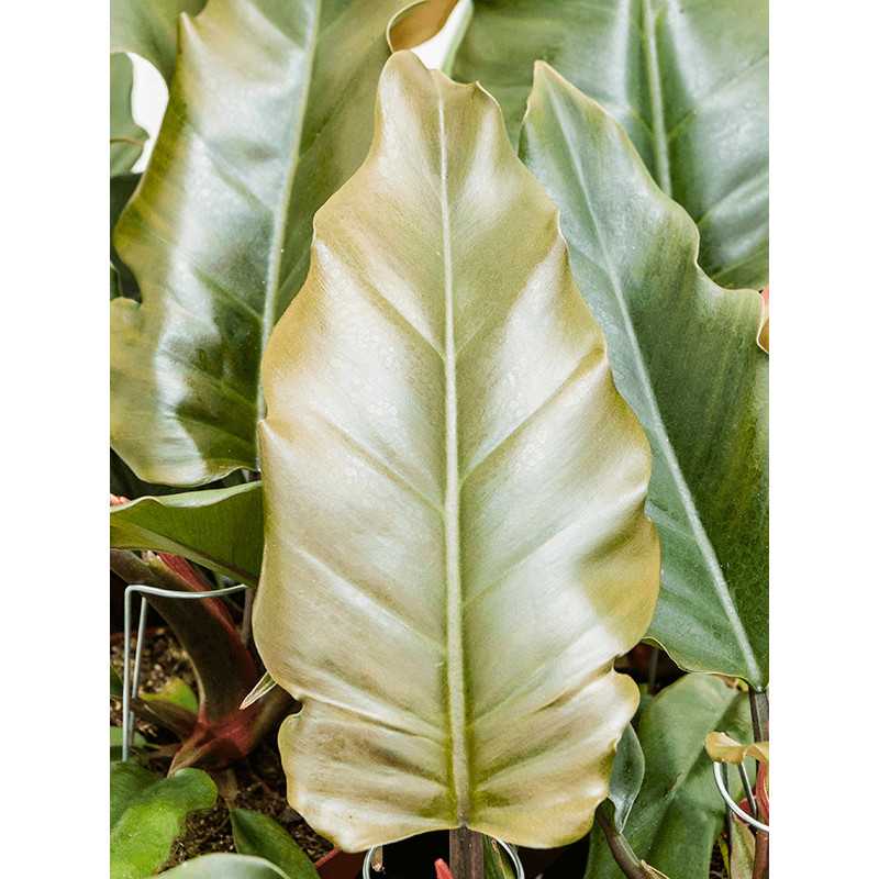 Philodendron caramel 12x25 cm