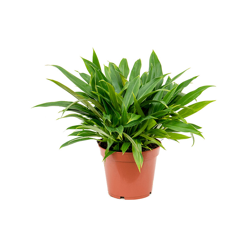 Philodendron 'Little Phil' 21x35 cm