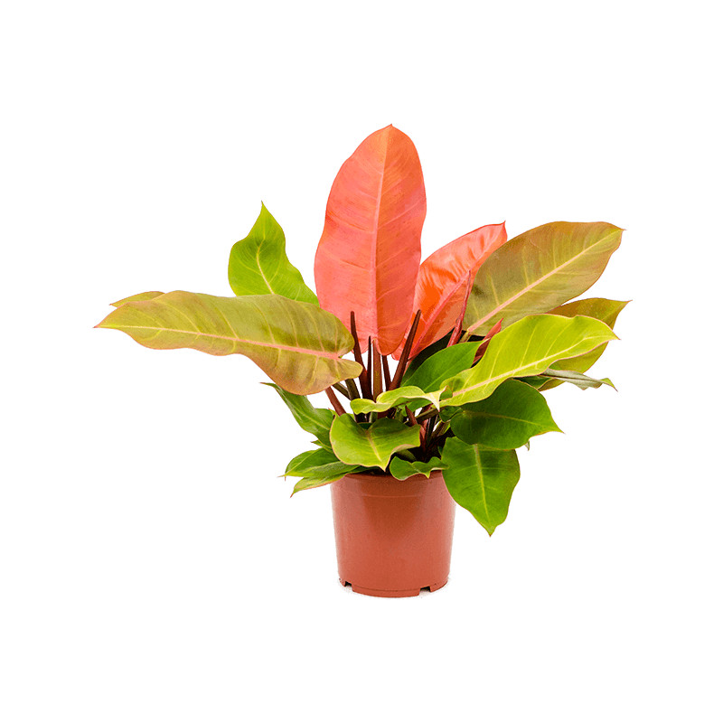 Philodendron Prince of orange 17x40 cm