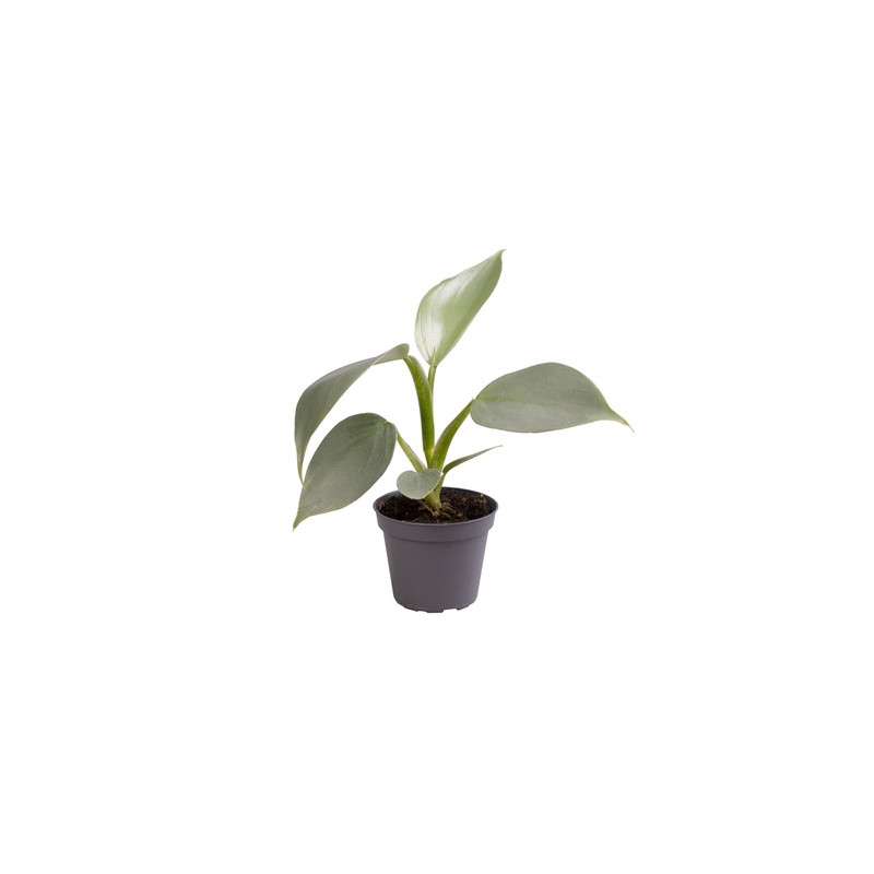 Philodendron silver dust 6x12 cm