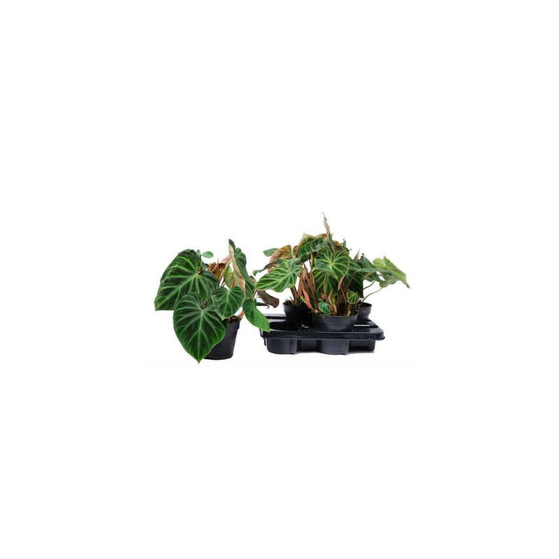 Philodendron verrucosum Incensi 15x40 cm