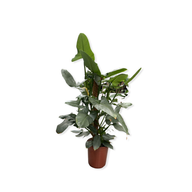 Philodendron hastatum 24x100 cm
