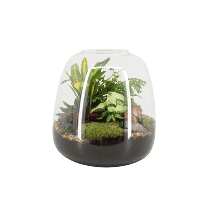 Aranžmán rastlín - rastlinné terárium (mini záhradka v skle) 23x30 cm