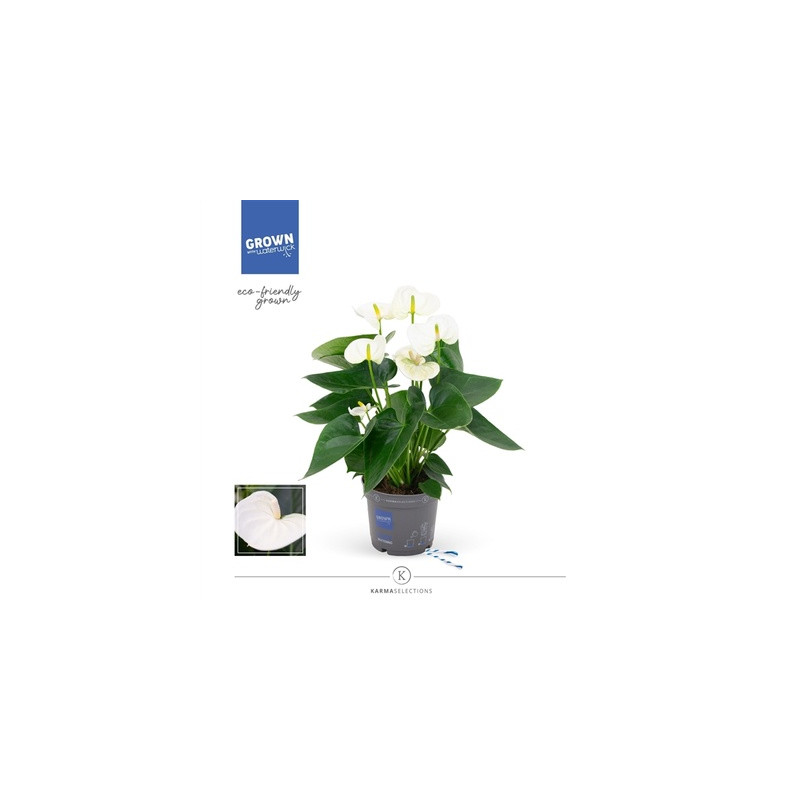 Anthurium Anthedesia white 12x35 cm