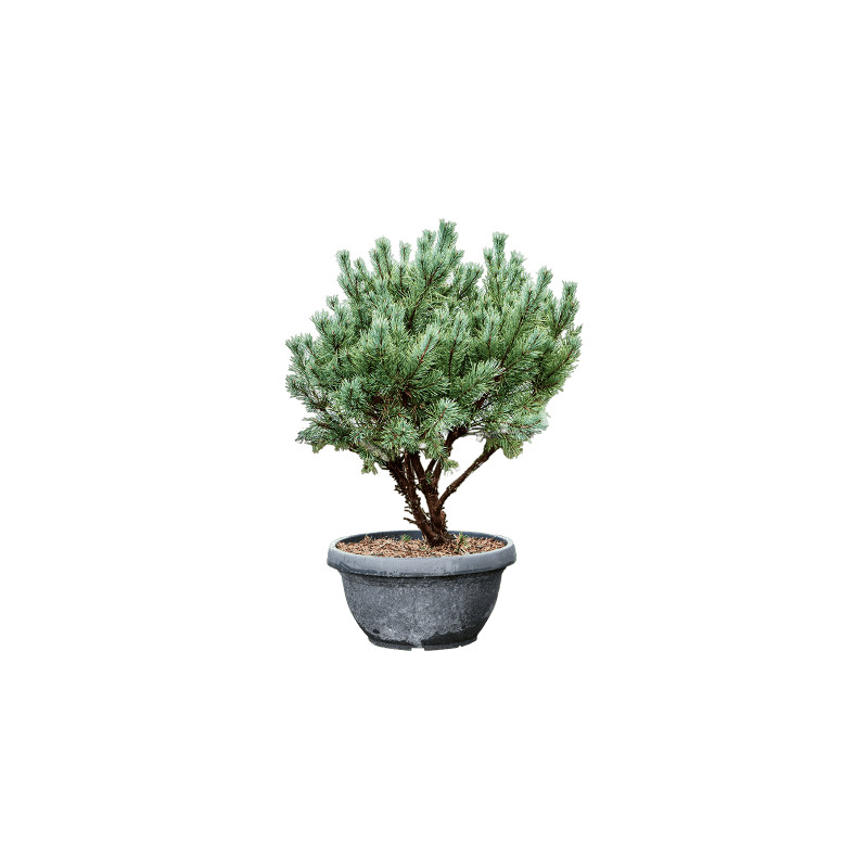 Pinus sylvestris Watereri Nana 40x140 cm