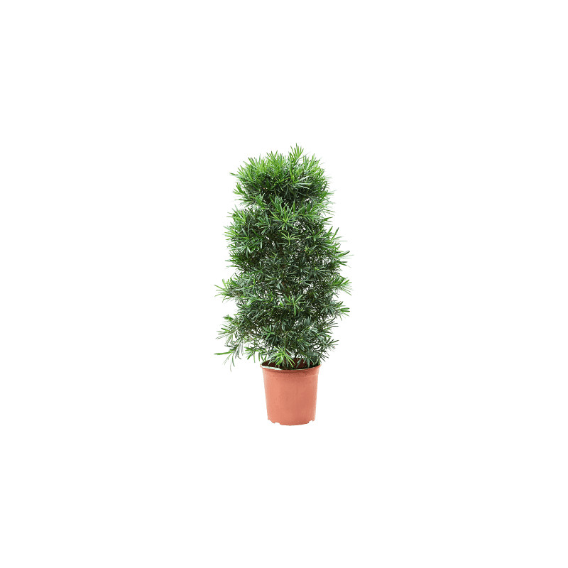 Podocarpus macrophyllus bush 30x140 cm