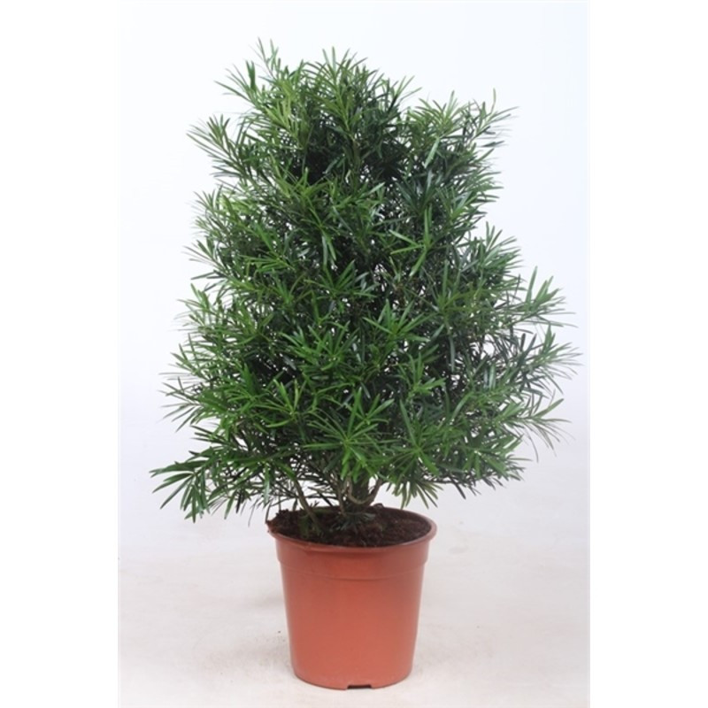 Podocarpus nivalis Macrophylla 27x110 cm