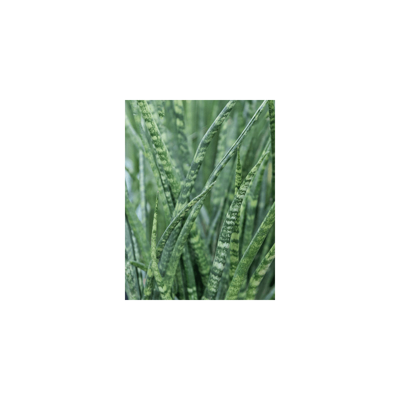 Sansevieria cylindrica Fernwood Mikado 8x25 cm