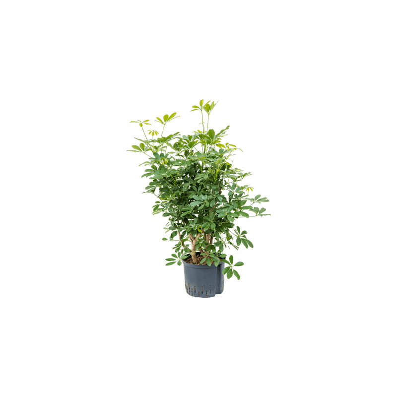 Schefflera arboricola "Compacta" Branched Pots. 25/19 cm 110 cm