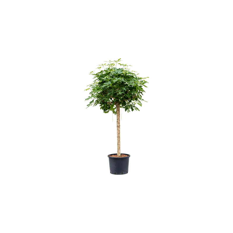 Schefflera arboricola "Compacta" Stem 28x150 cm