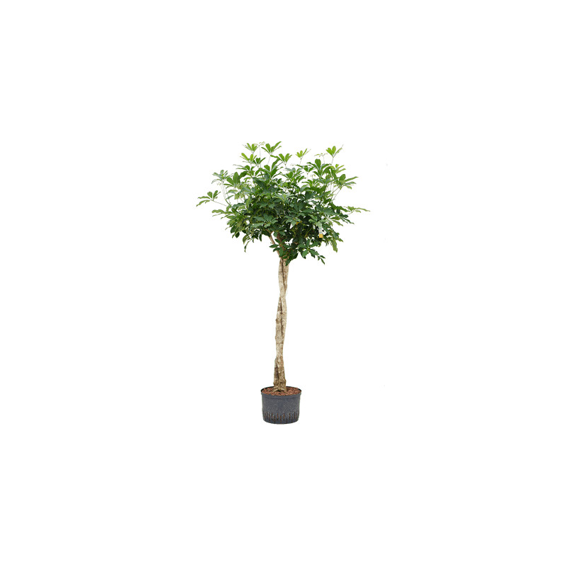 Schefflera arboricola compacta stem twist 28/19 výška 160 cm