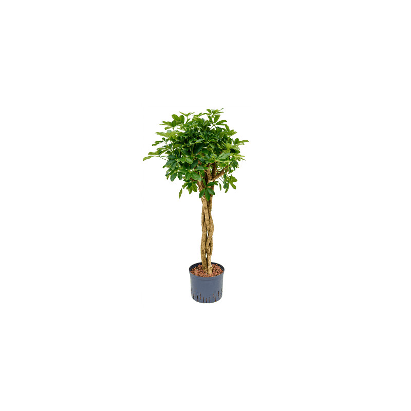 Schefflera arboricola stem braided 25/19 výška 110 cm