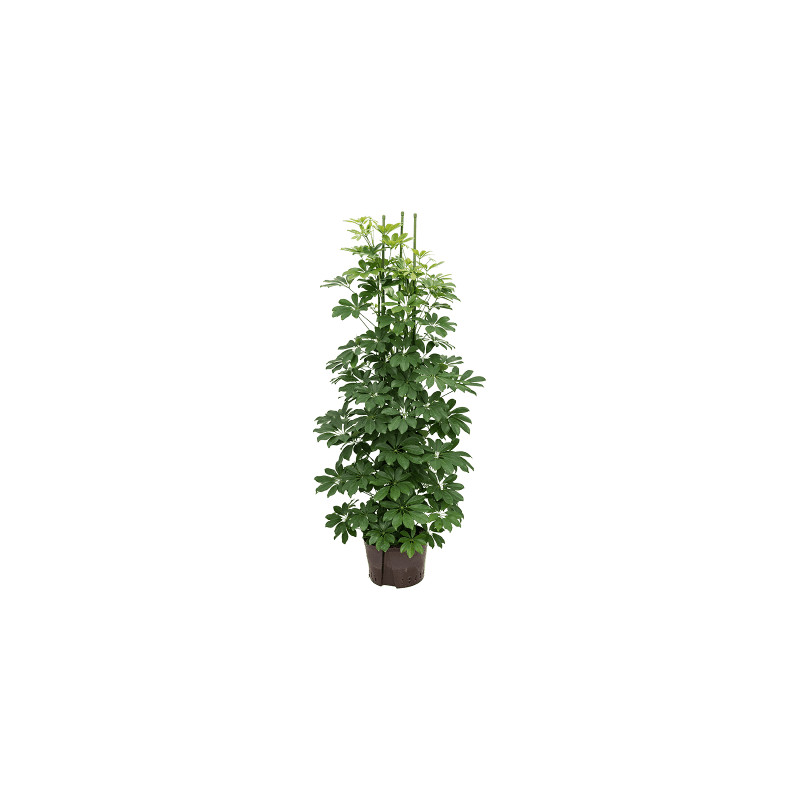 Schefflera arboricola 6pp 28/19 výška 150 cm