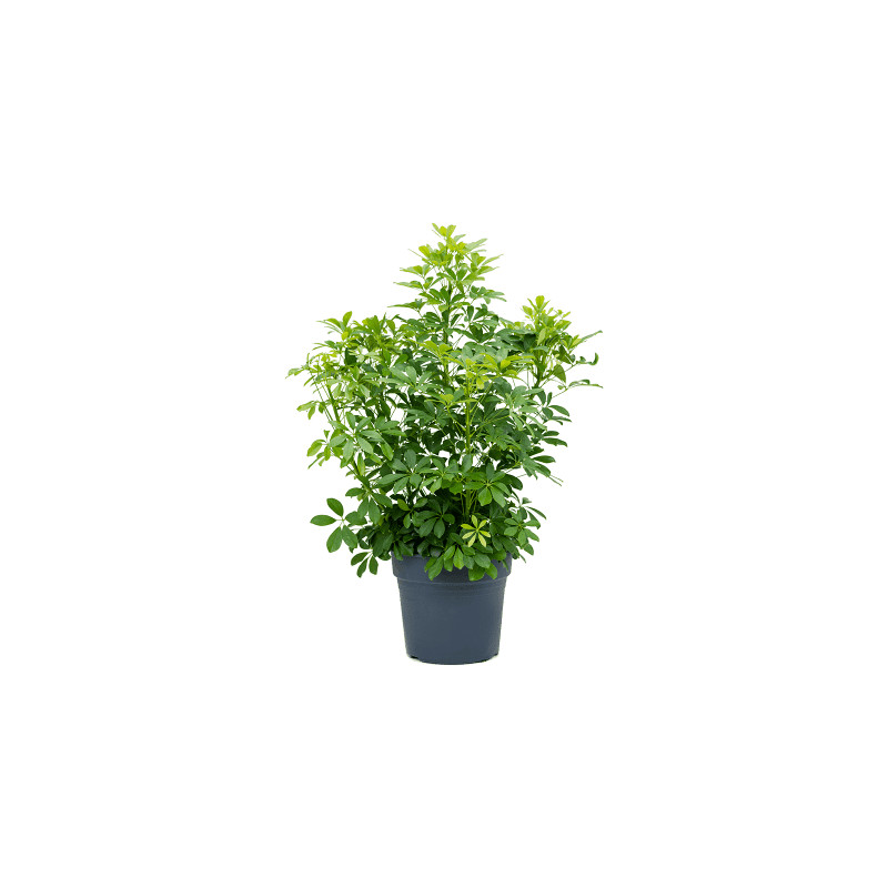 Schefflera arboricola 17x45 cm