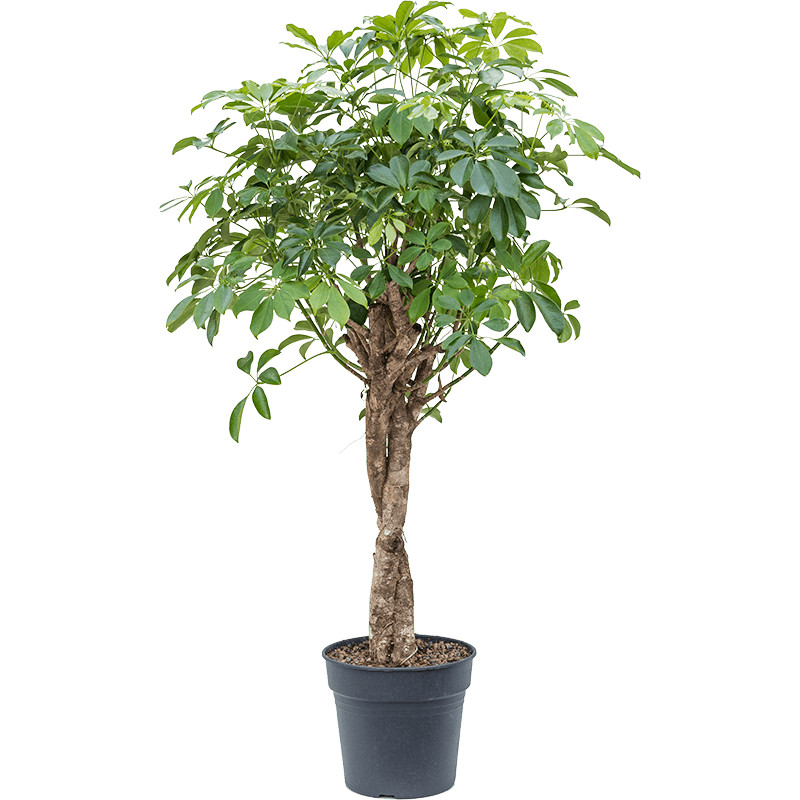 Schefflera arboricola "Compacta" Stem twist 30x140 cm