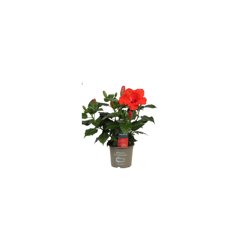 Ibištek Hibiscus rosa sinensis 13x35 cm