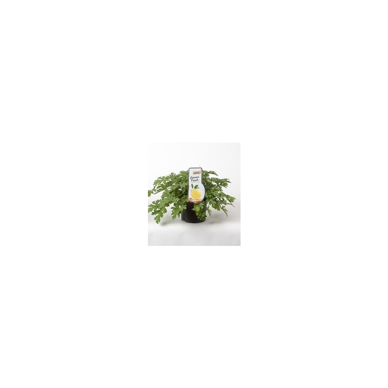 Pelargonium graveolens mosquito fighter (citronovy muskat) 12x20 cm