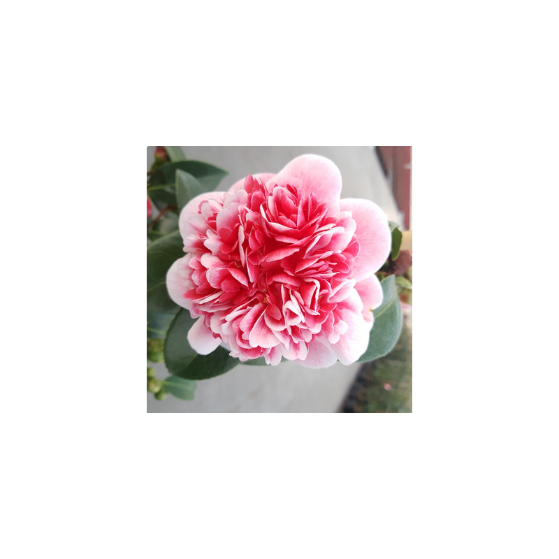Camellia japonica Volunteer13x25 cm