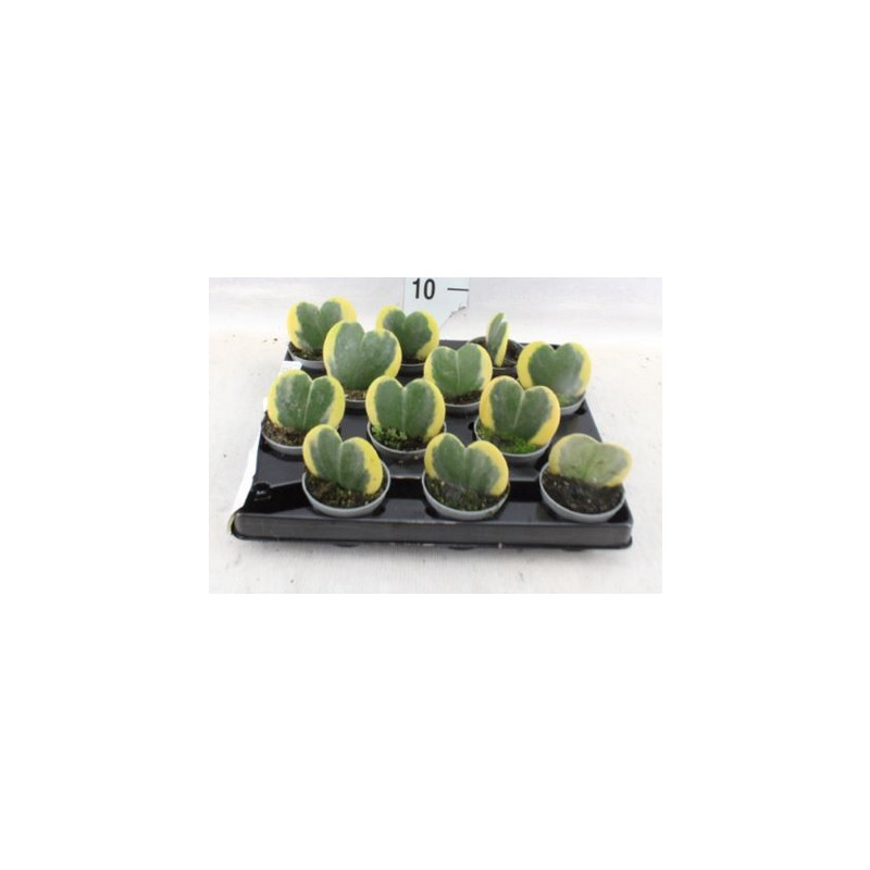 Hoya kerrii variegated 6x15 cm