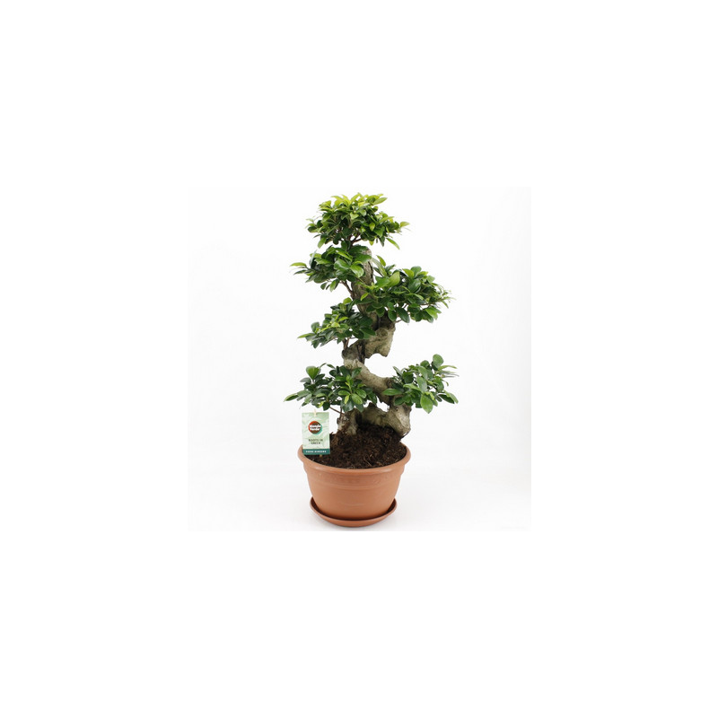 Ficus microcarpa Ginseng S type 27x70 cm
