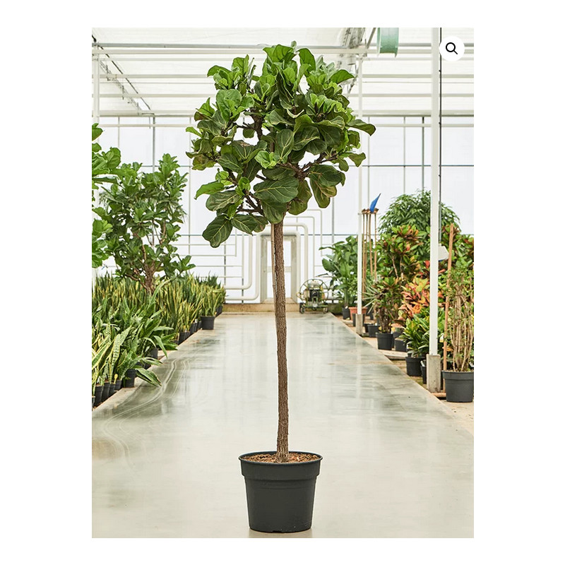 Ficus Lyrata stem 38x200 cm