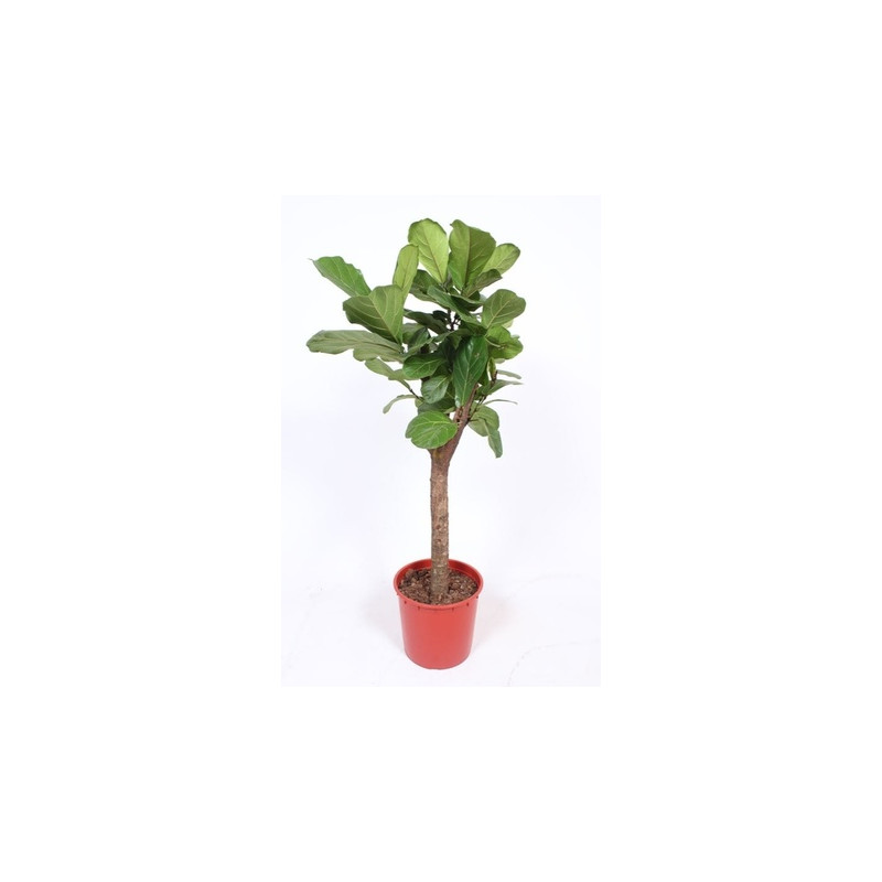 Ficus lyrata stem 34x160 cm