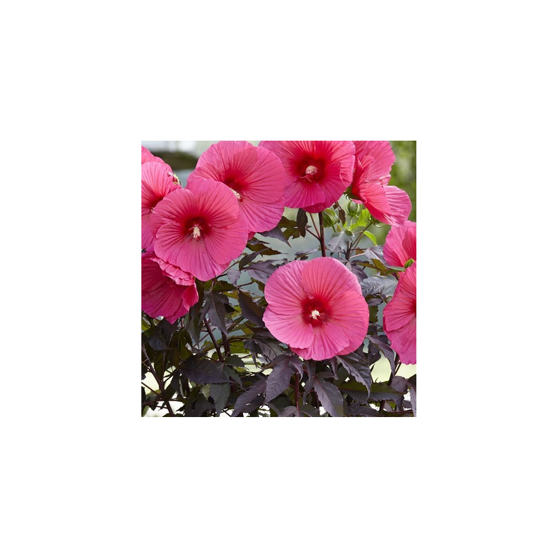 Hibiscus moscheutos Guido Pink Passion mixed 17x30 cm