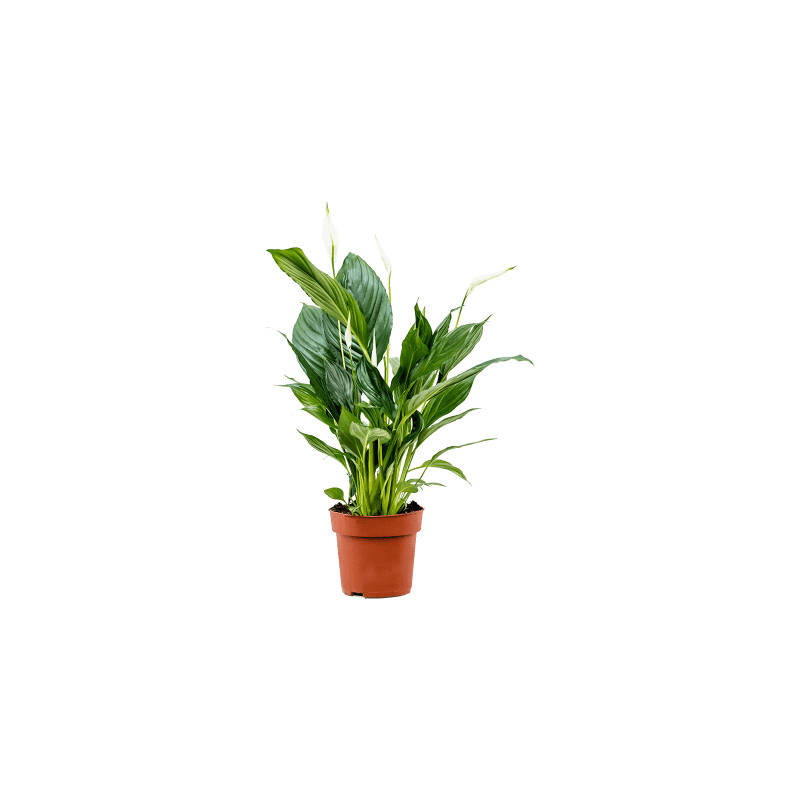Spathiphyllum 13x55 cm