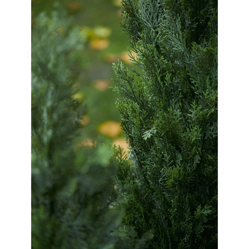 Cedar tree (Ceder) outdoor UV 25x90 cm