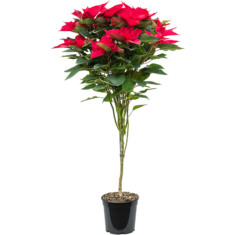 Vianočná ruža/ Euphorbia pulcherrima (poinsettia) stem 21x125 cm