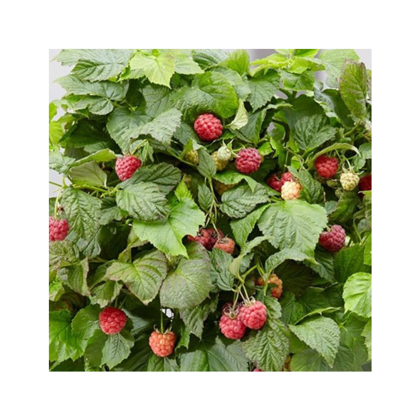 Malina Rubus idaeus Sweet Sunshine Yummy p9