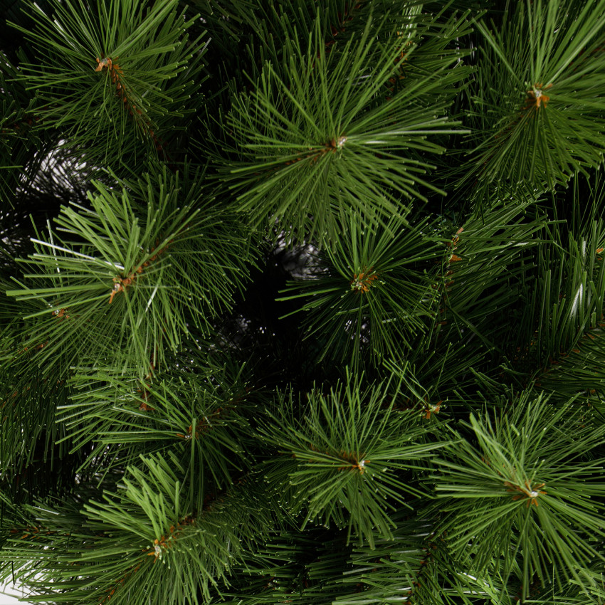 ROY Vianočný stromček borovica obyčajná,  150 cm