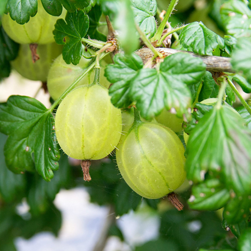 Egreš Ribes uva-crispa Invicta Hinnonmaki kríčkový